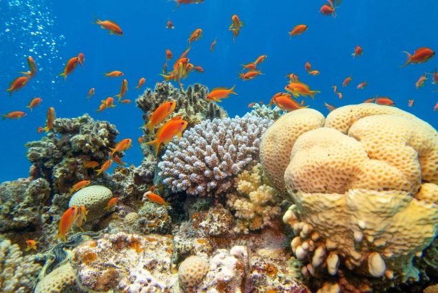 Hurghada Schnorcheltour - VIP Delfin Tour und Schnorcheln