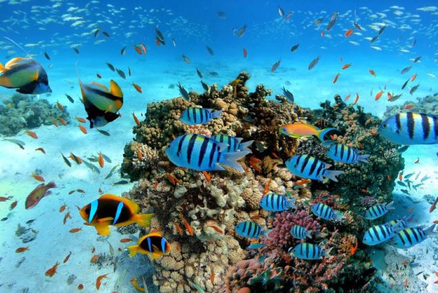 Hurghada Schnorcheltour - VIP Delfin Tour und Schnorcheln