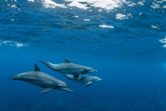 Delfinschwimmen Hurghada: VIP Dolphin House Tour