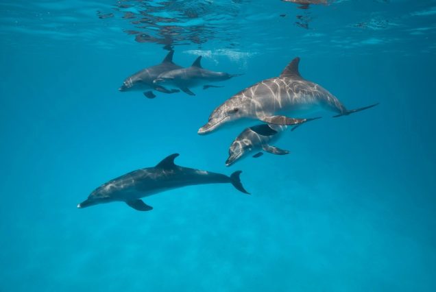 Delfinschwimmen Hurghada: VIP Dolphin House Tour