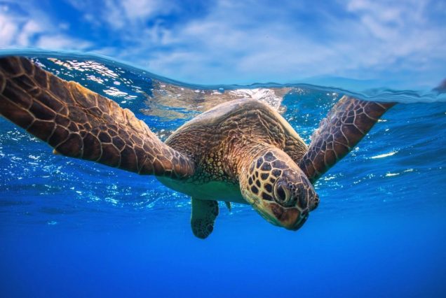 Hurghada Schildkröten Ausflug: Abu Dabbab Schnorcheln & Schildkröten Ausflug ab Hurghada Privat
