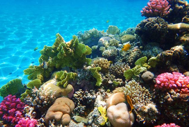 Abu Dabbab Schnorcheln & Schwimmen mit Schildkröten Ausflug ab Hurghada Privat