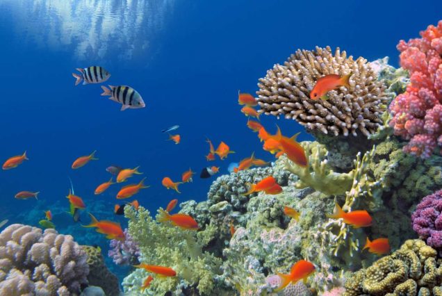 Abu Dabbab Schnorcheln & Schwimmen mit Schildkröten Ausflug ab Hurghada Privat