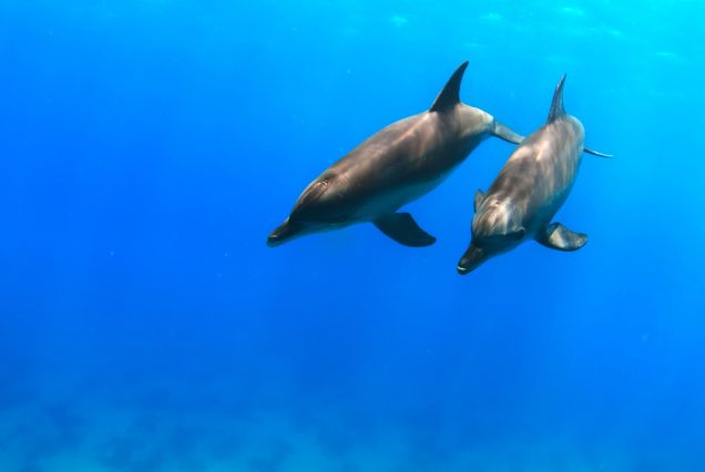 Delfinschwimmen Hurghada: kleine Tümmler im Roten Meer am Dolphin House