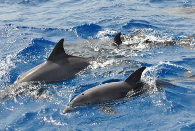 Delfinschwimmen Hurghada - VIP Delfin Tour Schnorcheln mit den Delfinen - Deutsch