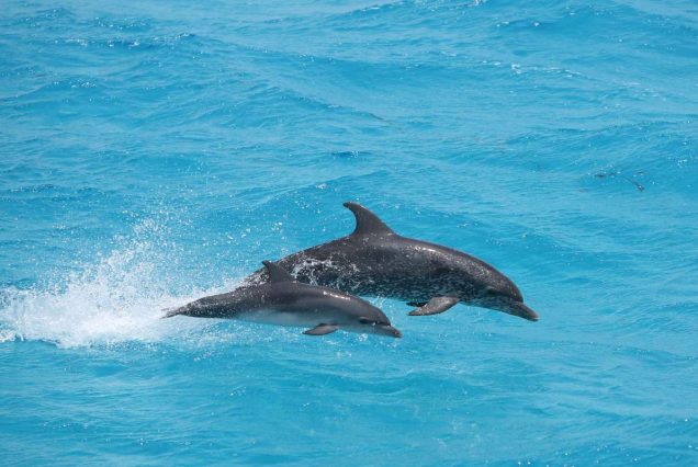 Delfinschwimmen Hurghada - VIP Delfin Tour Schwimmen mit den Delfinen - Deutsch