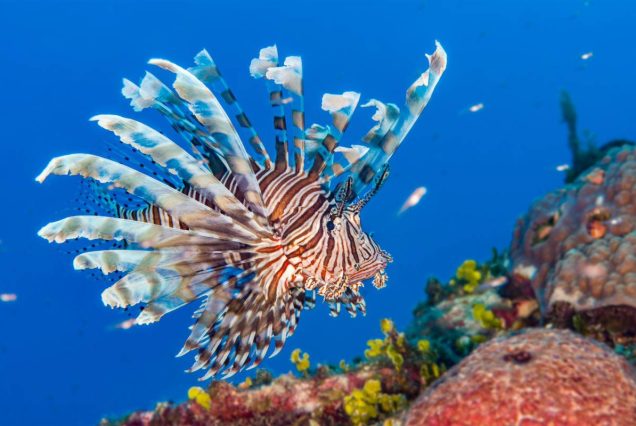 Schnorchelausflug Hurghada - VIP Delfin Tour Schnorcheln mit den Delfinen - Deutsch