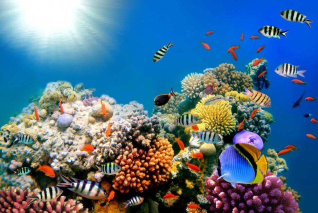 Schnorchelausflug Hurghada - VIP Delfin Tour Schnorcheln mit den Delfinen - Deutsch
